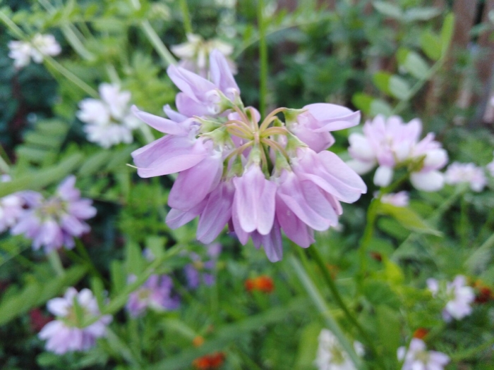 Вязель разноцветный