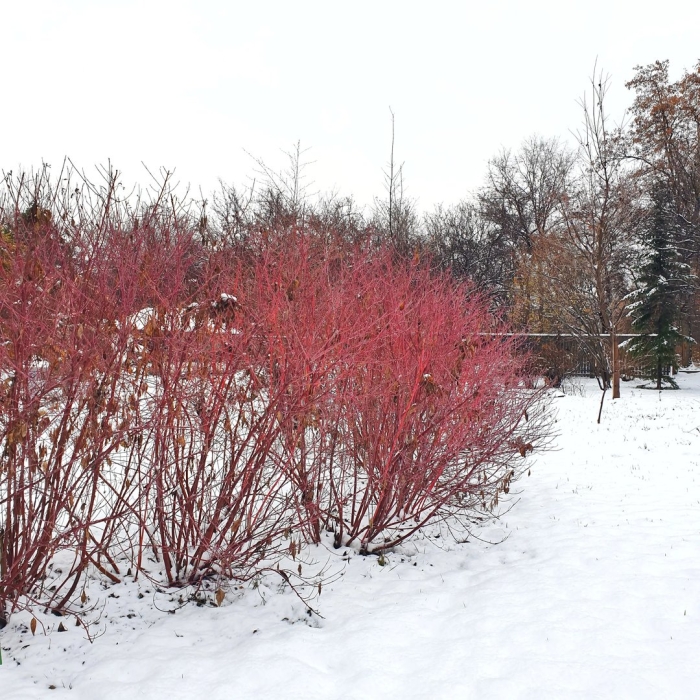 Дерен красный свидина