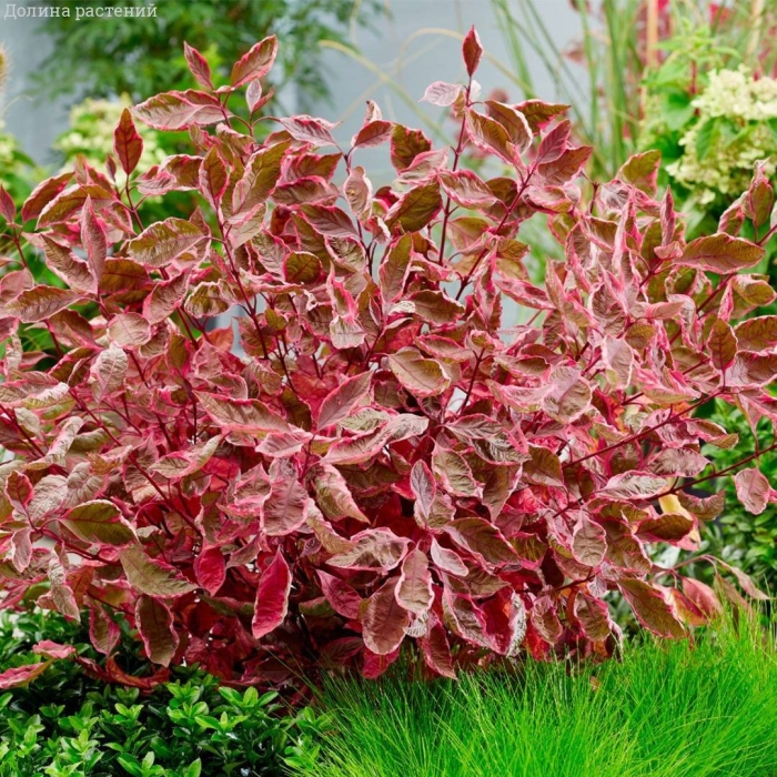 Дерен белый сибирика вариегата