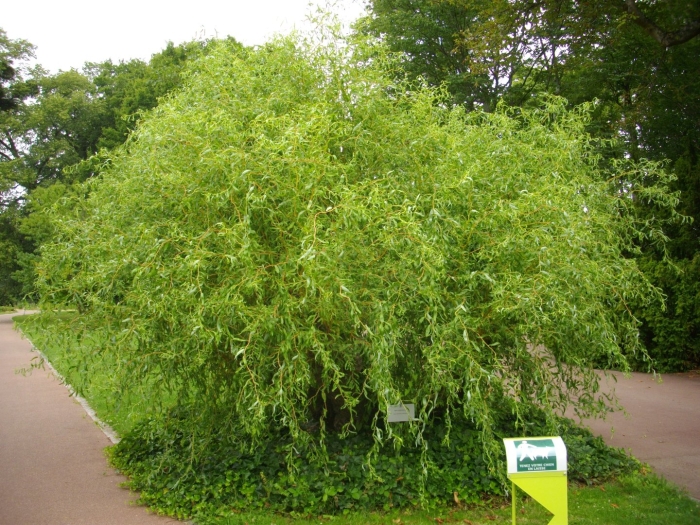 Ива уральская извилистая