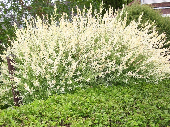 Хакуро нишики ива