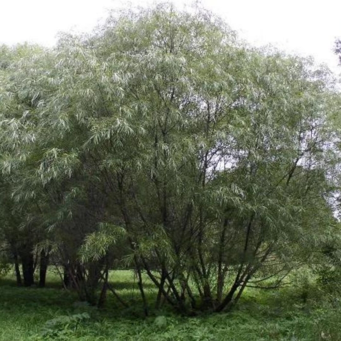 Ива шверина