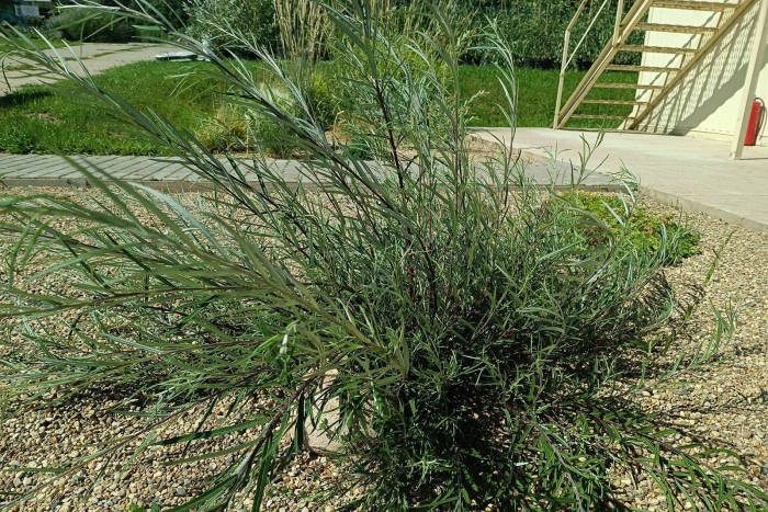 Ива розмаринолистная