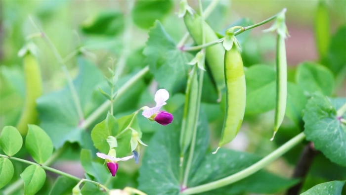 Растение горох