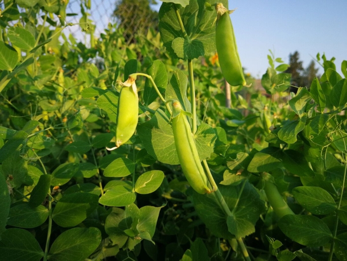 Горох безлисточковый