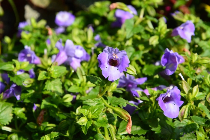 Торения кауай дип блу