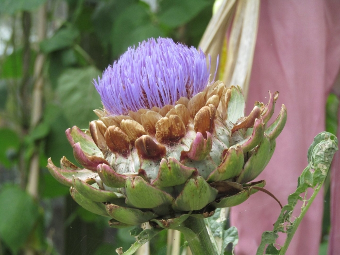 Растение похожее на артишок