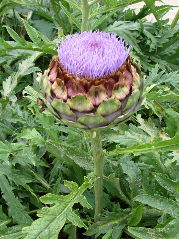 Растение артишок