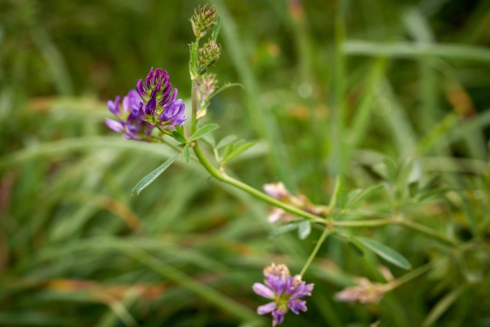 Люцерна изменчивая вега