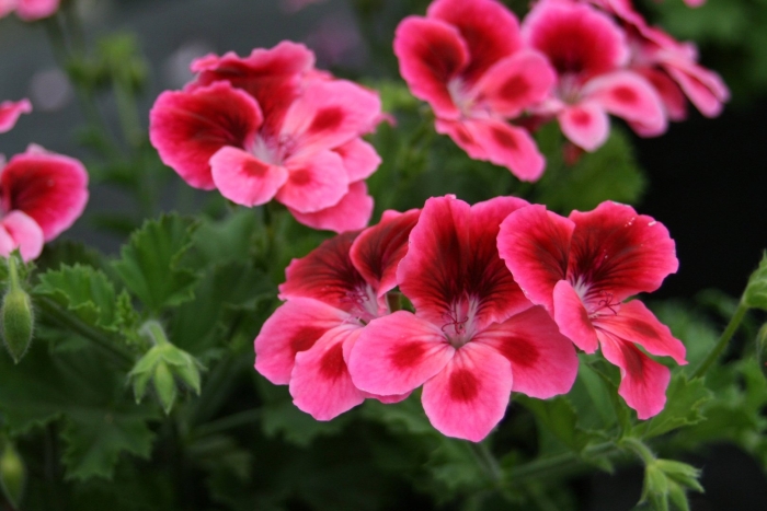 Королевская пеларгония