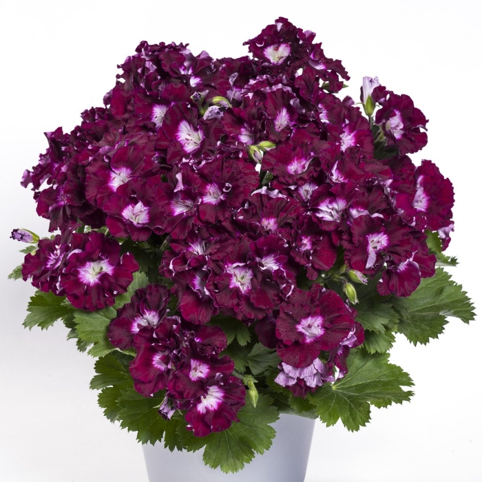 Бермуда мерлот пеларгония королевская