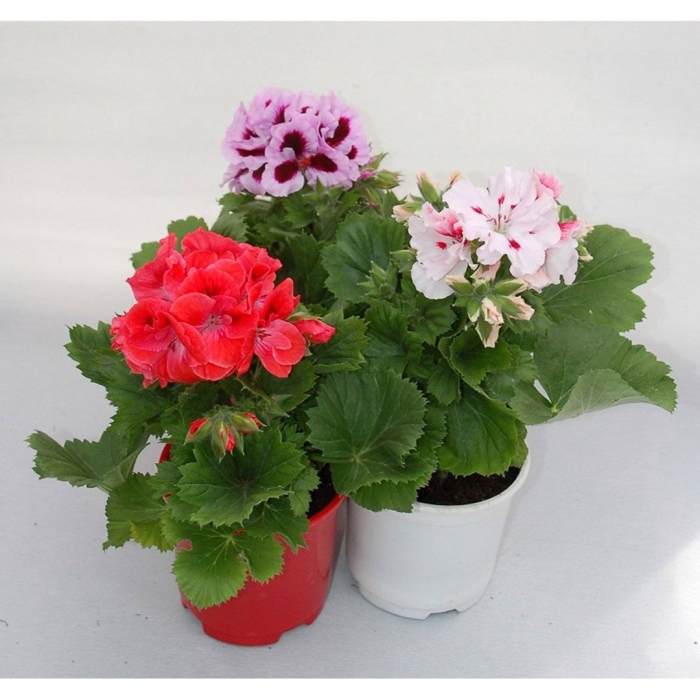 Пеларгония грандифлора