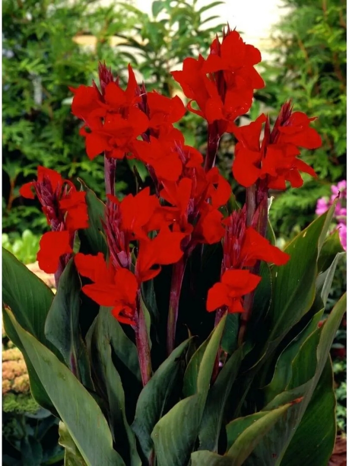 Канна индийская 'тропикал ред'