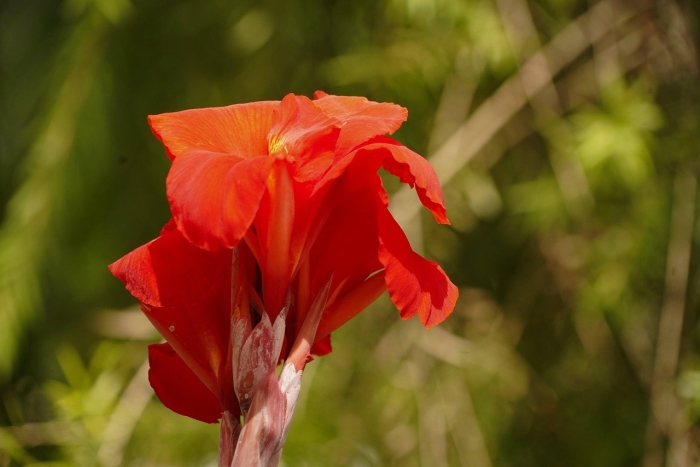 Канна красная цветок