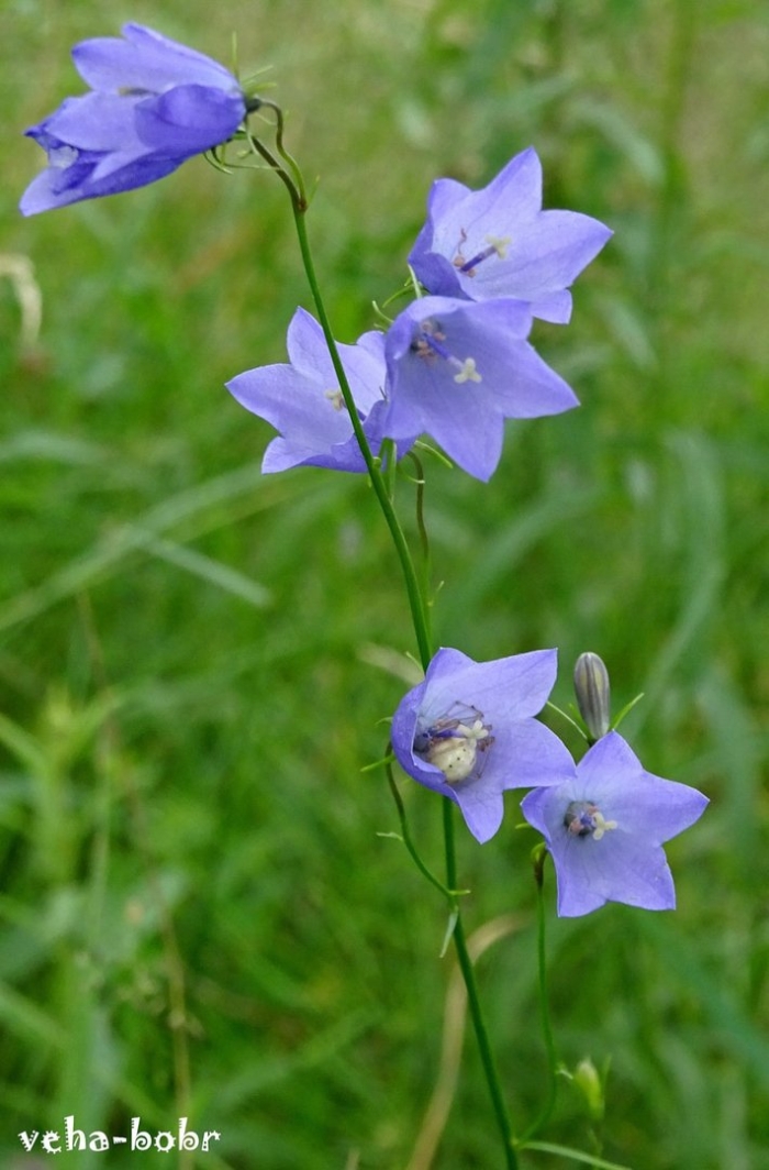Персиколистный колокольчик