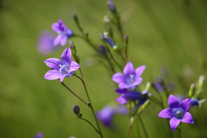 Колокольчик тонколистный полевой