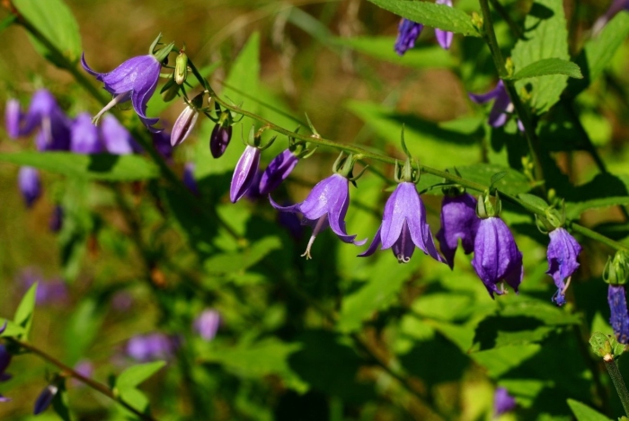 Цветок похожий на колокольчик