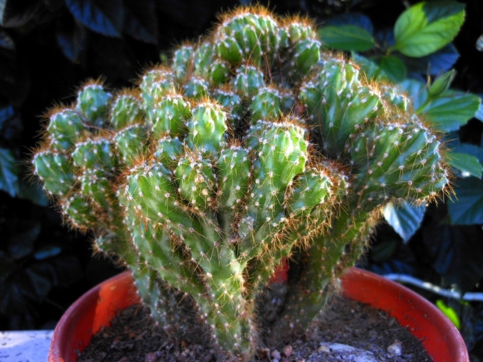 Цереус перуанский монстрозный