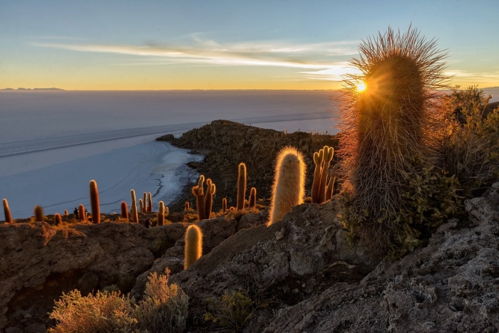 Мексика пустыня кактусы