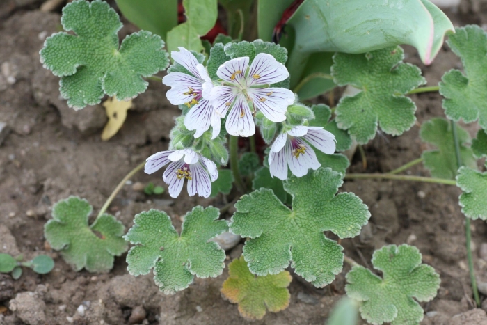 Герань ренарда