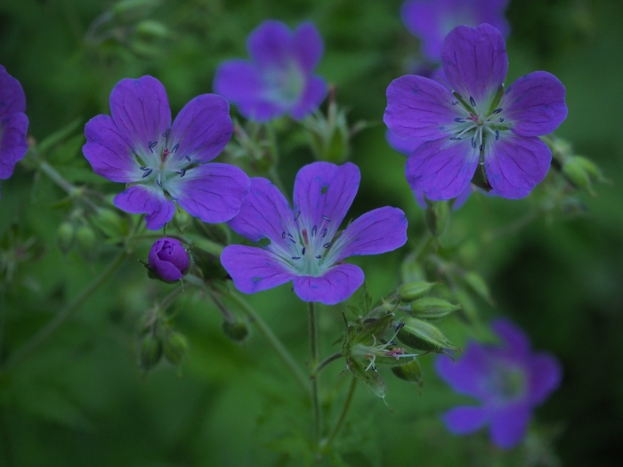 Geranium sylvaticum