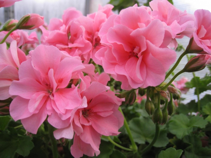 Santa maria centennial пеларгония