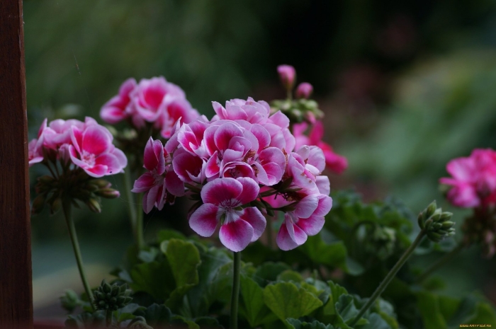 Пеларгония герань