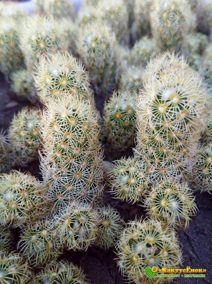 Маммиллярия элонгата