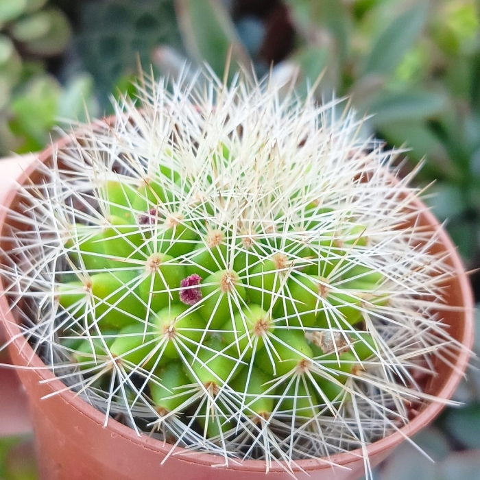 Кактус микс маммиллярия