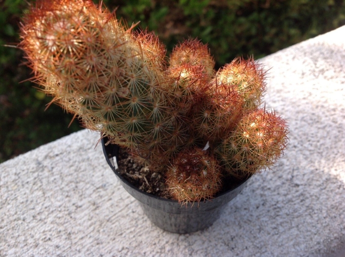 Кактус маммиллярия elongata