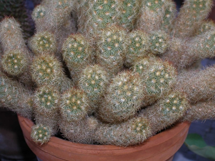 Маммиллярия элонгата кактус