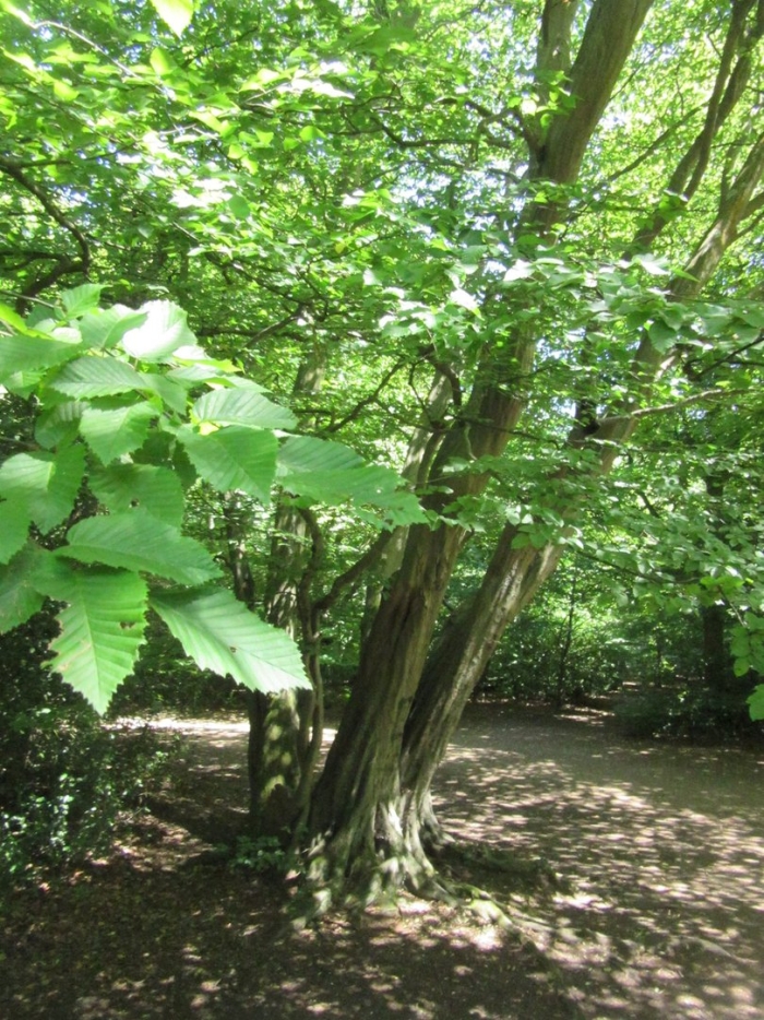 Дерево граб