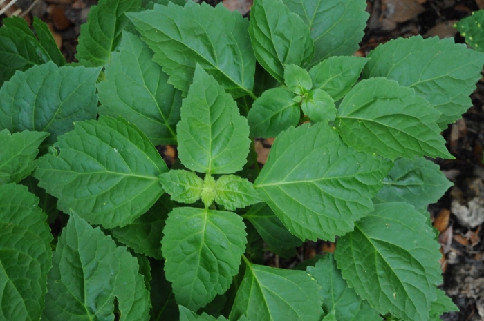 Пачули pogostemon cablin