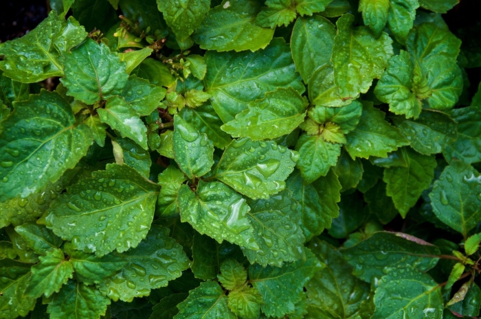 Куст пачули