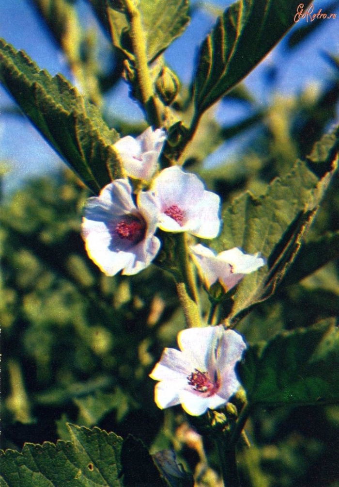 Алтей лекарственный