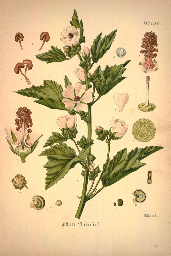 Алтей лекарственный (althaea officinalis)