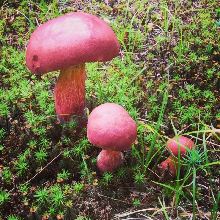 Боровик двухцветный boletus bicolor