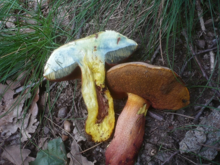 Боровик красно-желтый (boletus rhodoxanthus)