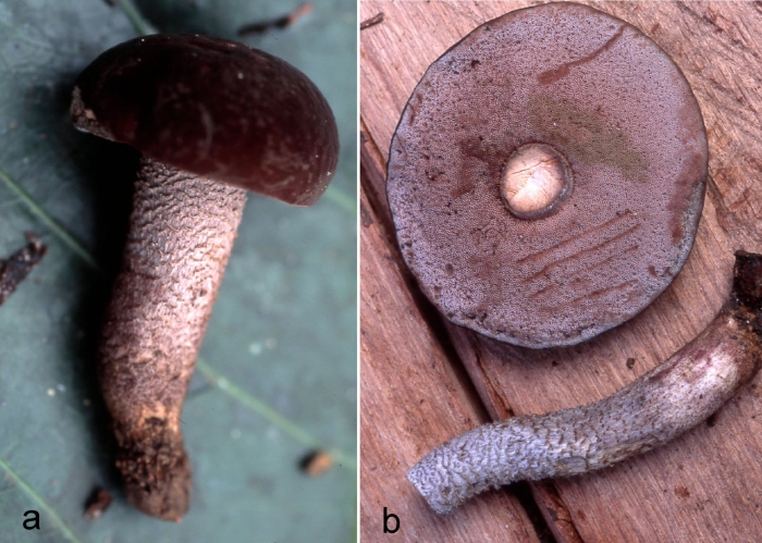 Порфировик ложноберезовиковый