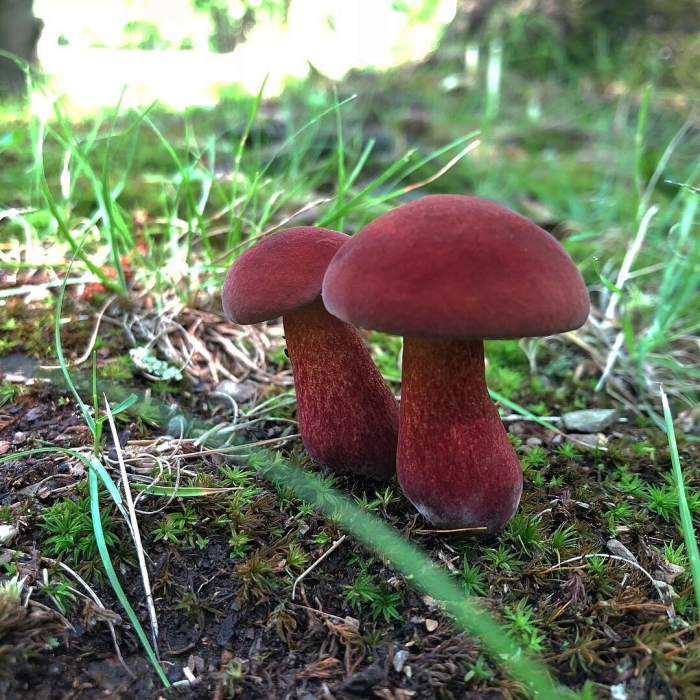 Боровик пурпурный