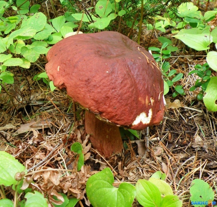 Боровик белый гриб