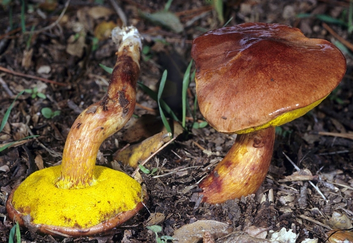 Aureoboletus flaviporus