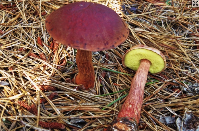 Боровик золотистый aureoboletus projectellus