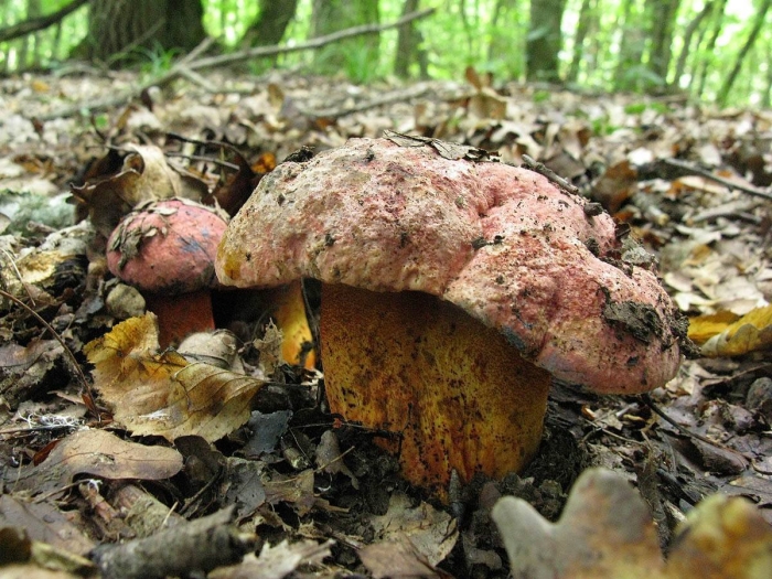 Болет (боровик) пурпурный