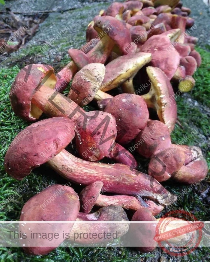 Моховик красный xerocomus rubellus