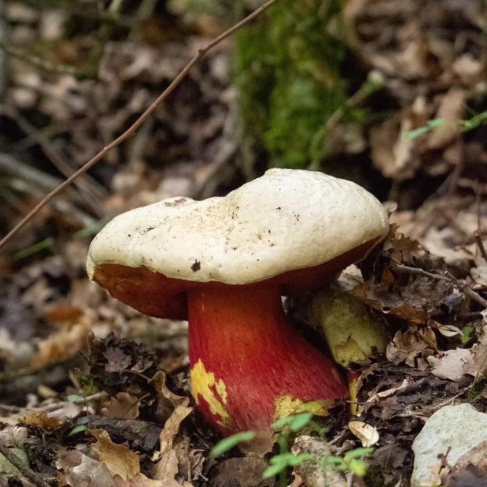 Поддубники сатанинский гриб