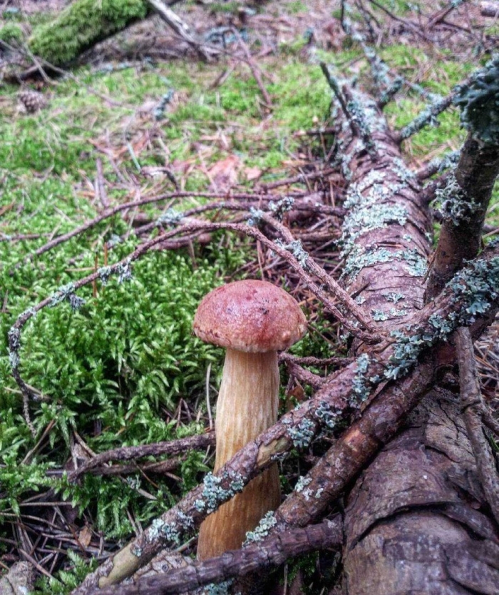 Гриб золотистый боровик