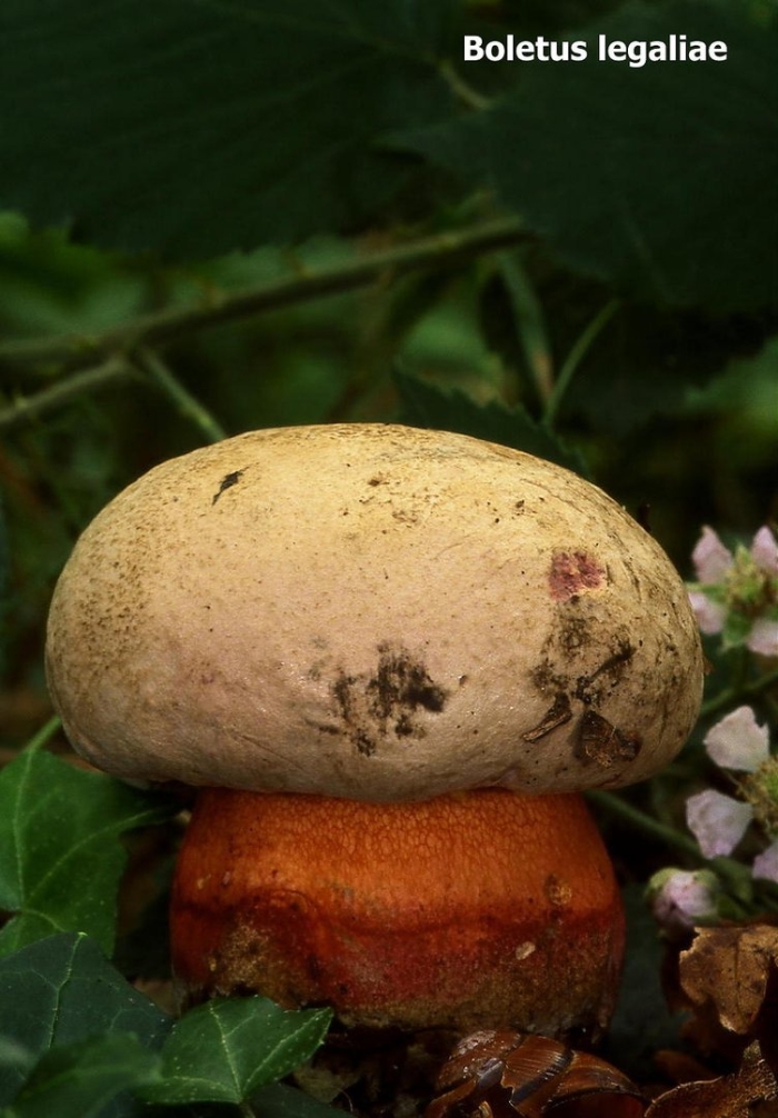 Ложный сатанинский гриб