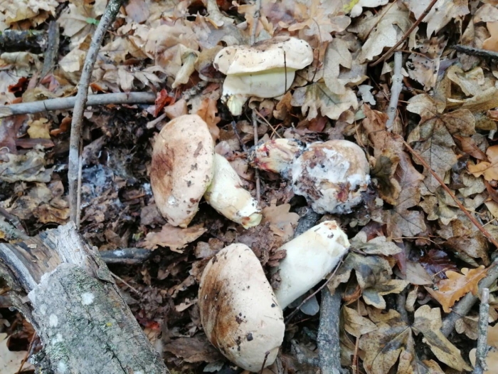 Рядовка тополевая грибы