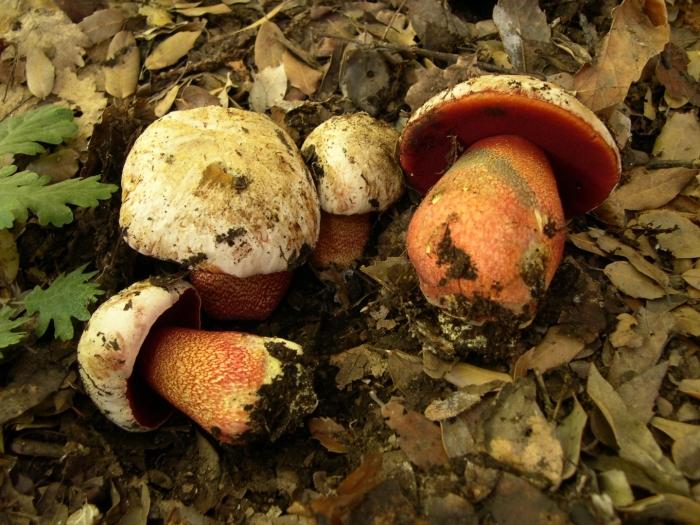 Boletus rhodoxanthus